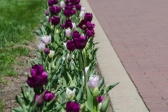 Ladies_Intl_Ride_Pella_2014-05-03-010